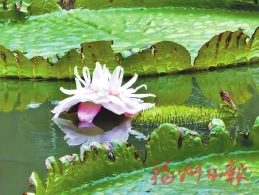 茶亭公園王蓮盛放