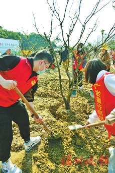 臺江在閩江公園開展植樹活動  濱江福地種福橘　來年又見橘子紅