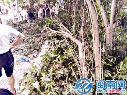現場綠化樹被撞斷