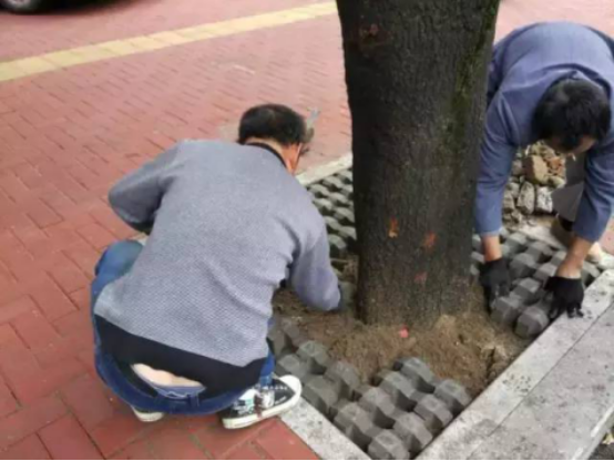 臺江發展園林綠化　助力文明創建工作