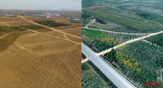 △千年秀林9號地塊（雄縣）種植前后。（左圖雄安集團生態公司供圖，右圖薛志勇攝）