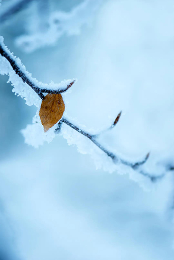 【網絡中國節?小雪】今日小雪