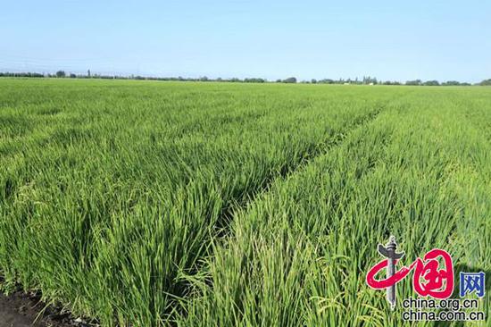 新疆天業（集團）有限公司膜下滴灌水稻示范基地（攝影：李培剛）
